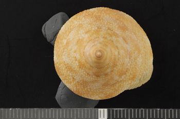 Media type: image;   Malacology 104554 Description: Dry shell;  Aspect: API